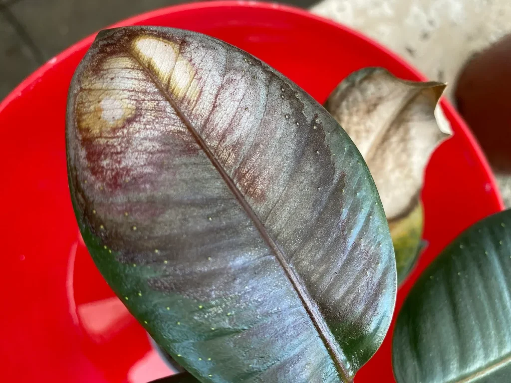 Ficus elastica mit Sonnenbrand