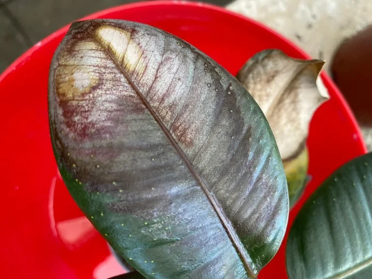 Ficus elastica mit Sonnenbrand