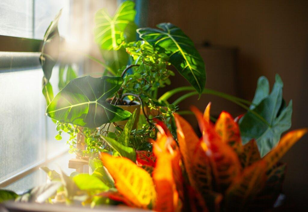 Verschiedene grüne Zimmerpflanzen und buntlaubige Crotons stehen auf einer sonnigen Fensterbank im warmen Gegenlicht.
