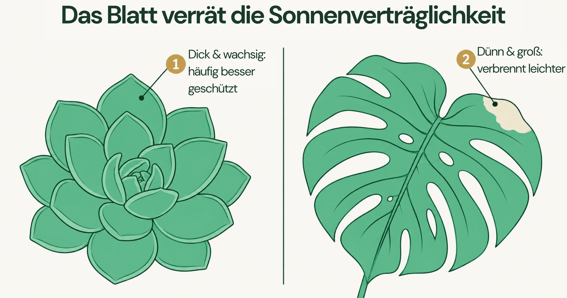 Vergleich einer Sukkulente mit dicken, fleischigen Blättern und eines großen Monstera-Blatts zur Veranschaulichung unterschiedlicher Blattmerkmale und Sonnenanpassungen.