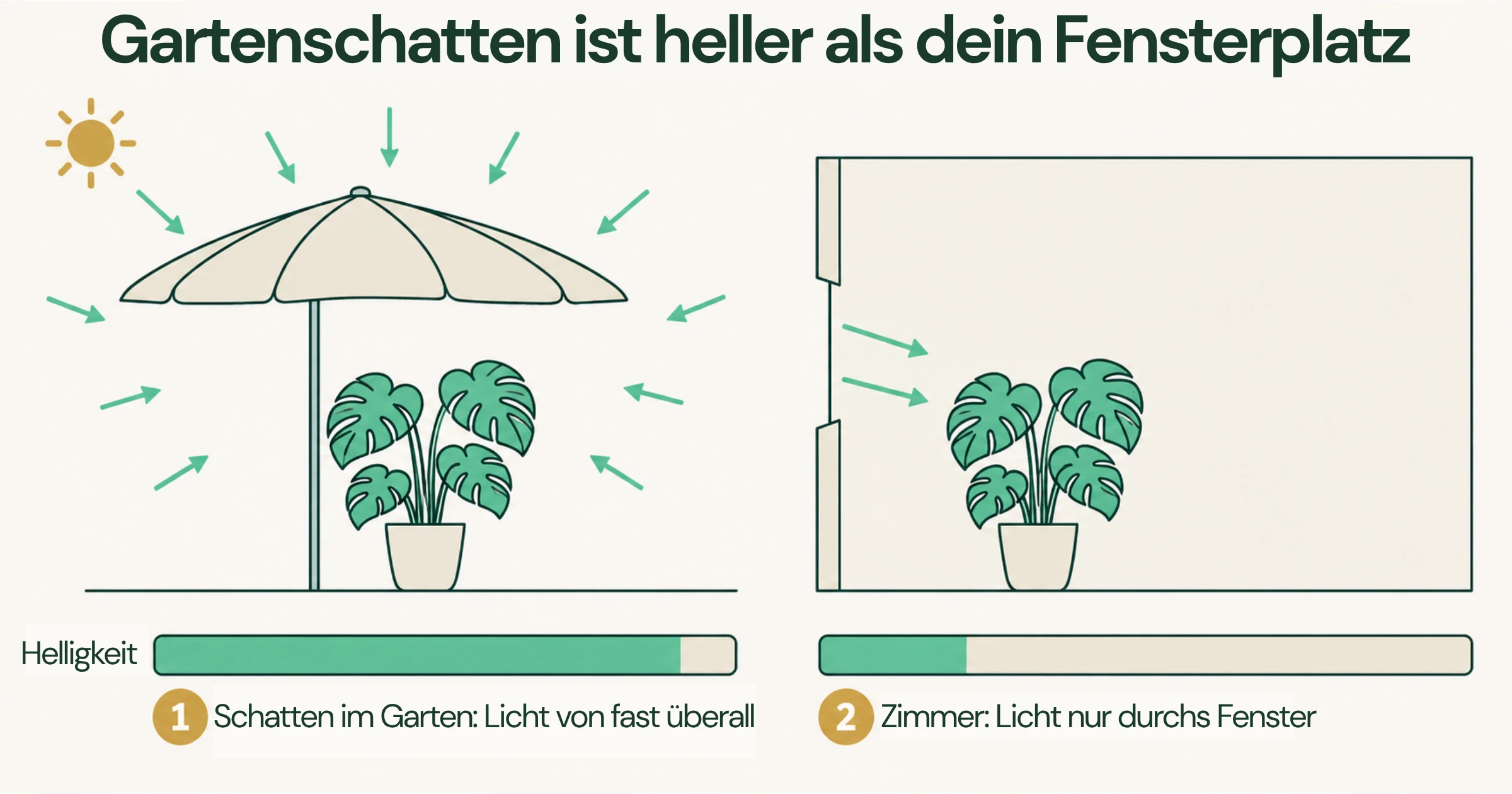 Zwei Monstera-Pflanzen im Vergleich: eine im Schatten unter einem Sonnenschirm im Garten, die andere im Zimmer mit begrenztem Lichteinfall durch ein Fenster.