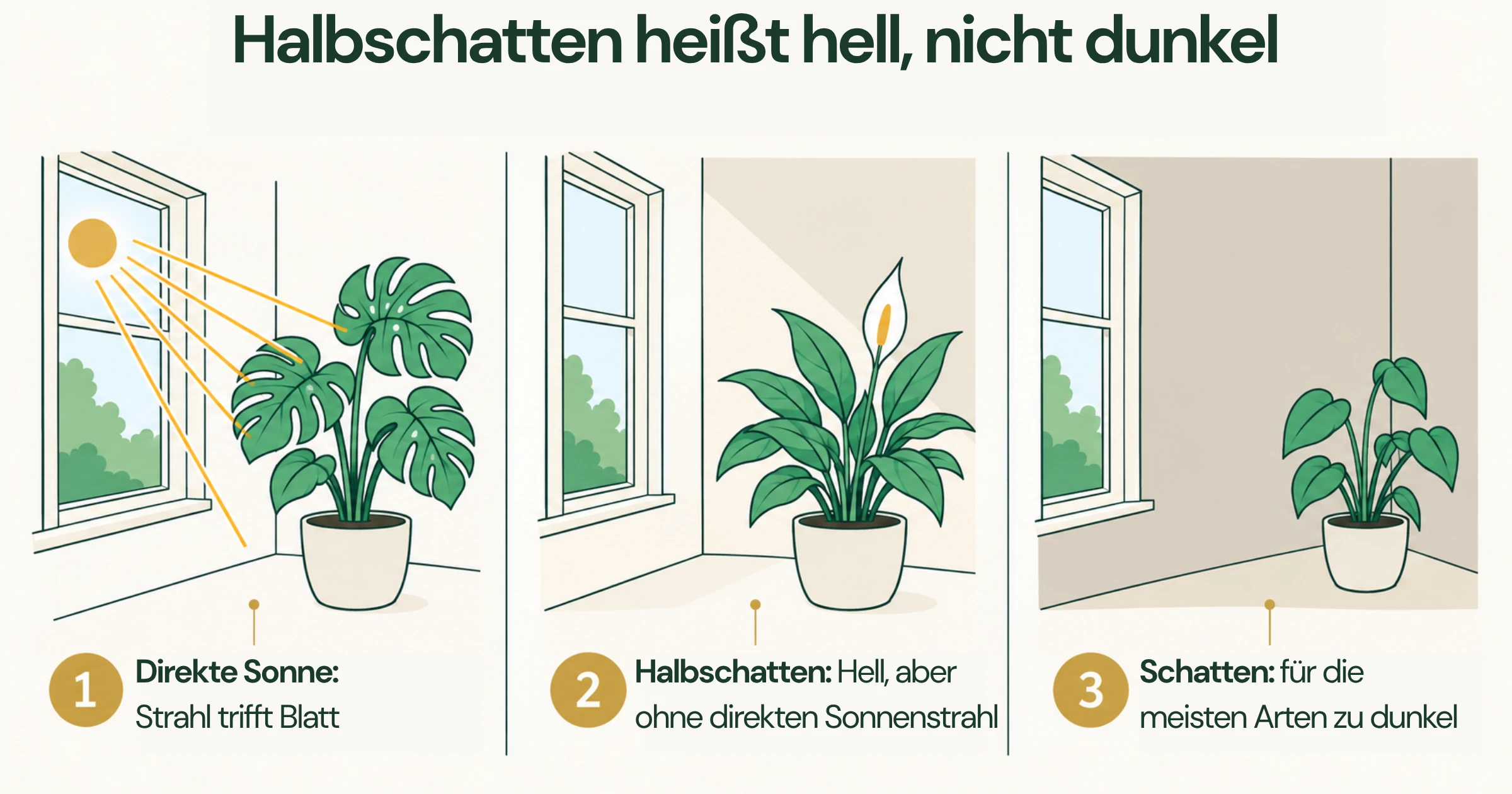 Drei Fensterplätze im Vergleich: Monstera in direkter Sonne mit Strahl auf dem Blatt, Einblatt im Halbschatten mit weichem Licht ohne Strahl und eine Pflanze im dunklen Raumbereich weit vom Fenster.