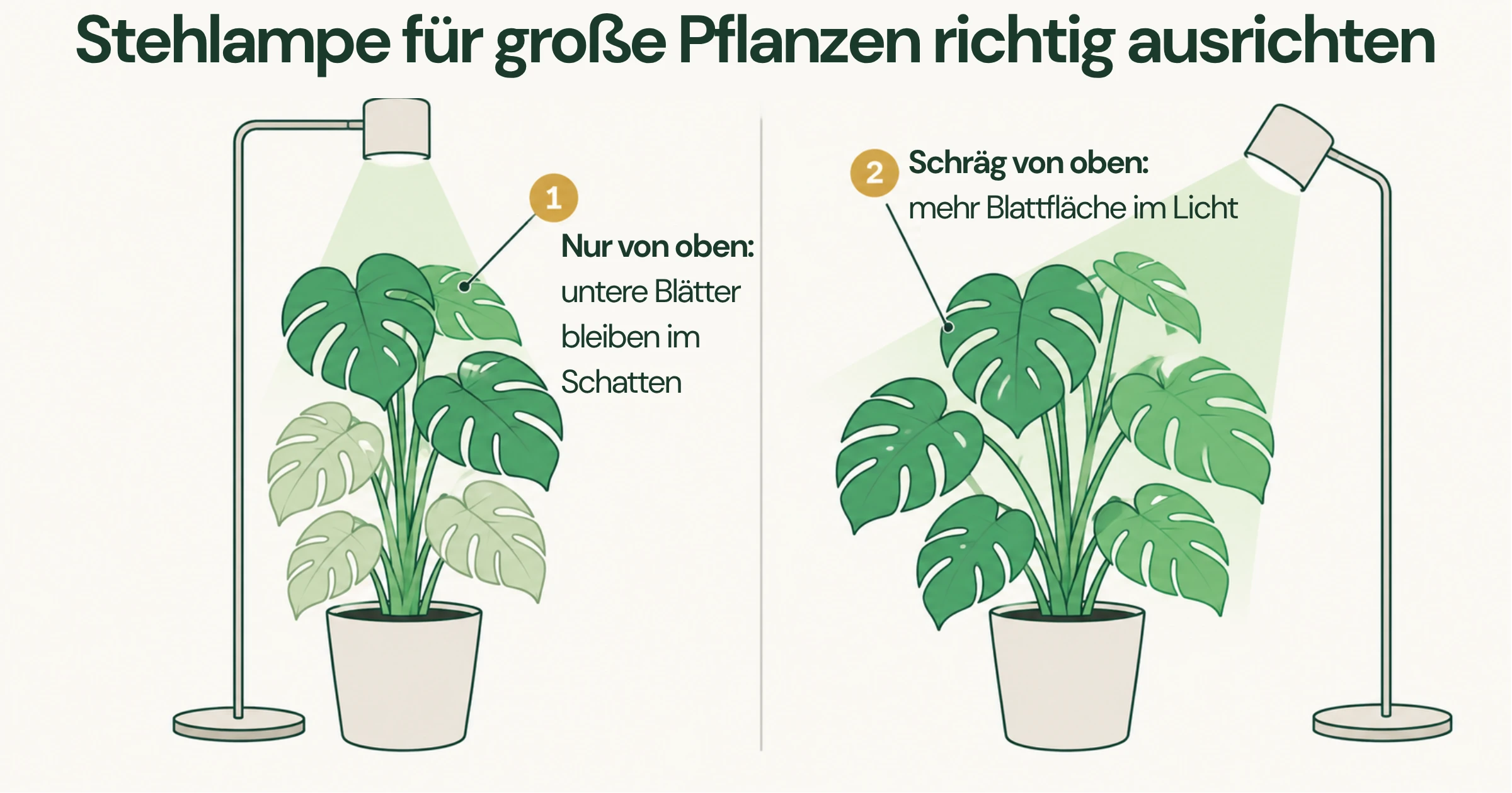 Infografik: Stehlampe direkt über einer großen Pflanze beleuchtet nur die oberen Blätter, schräg von oben ausgerichtet erreicht sie mehr Blattfläche