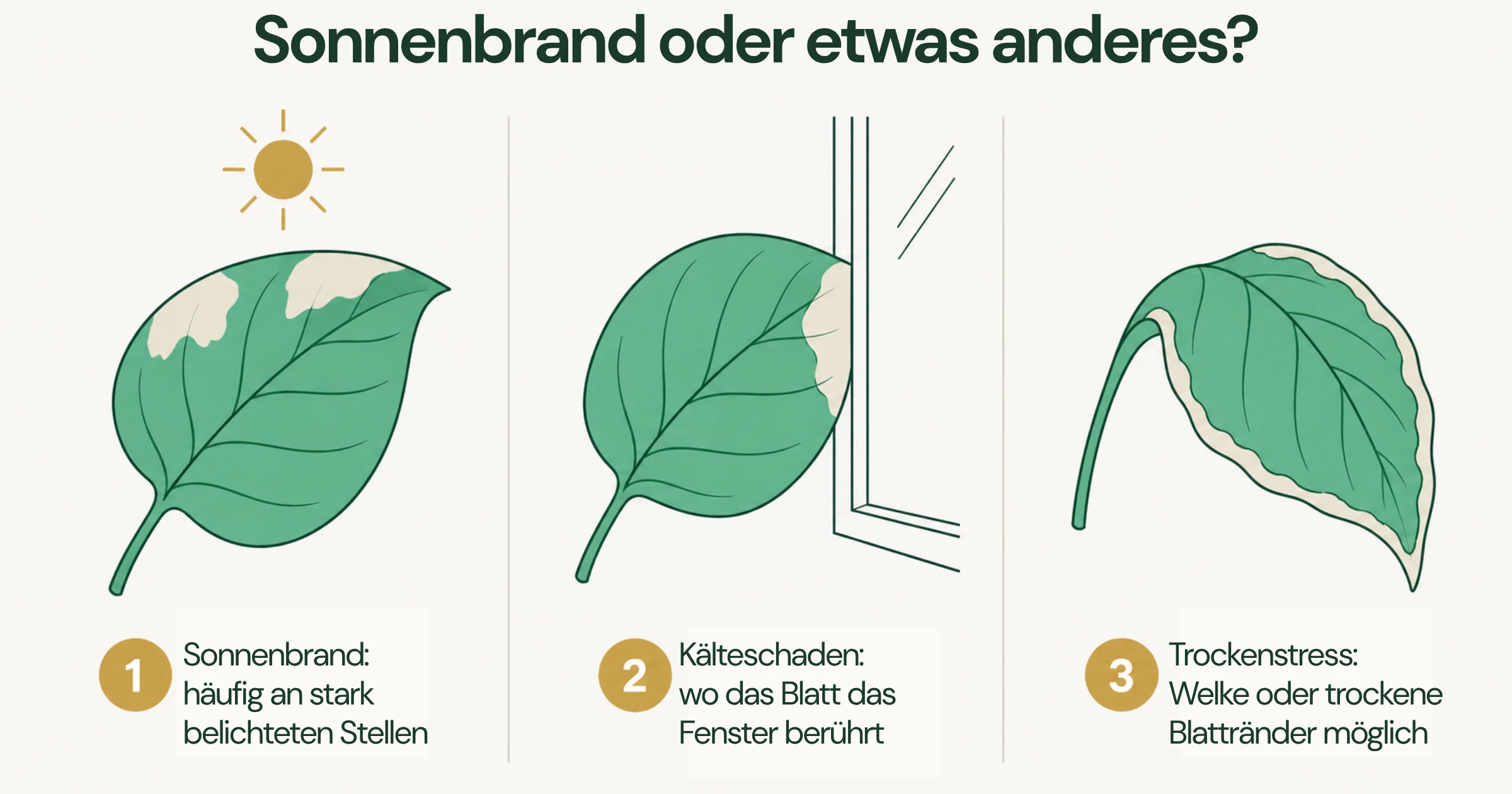 Drei Blätter mit unterschiedlichen Schadbildern: helle Sonnenbrandschäden, eine verfärbte Stelle durch Kältekontakt und trockene Blattränder bei Wasserstress.