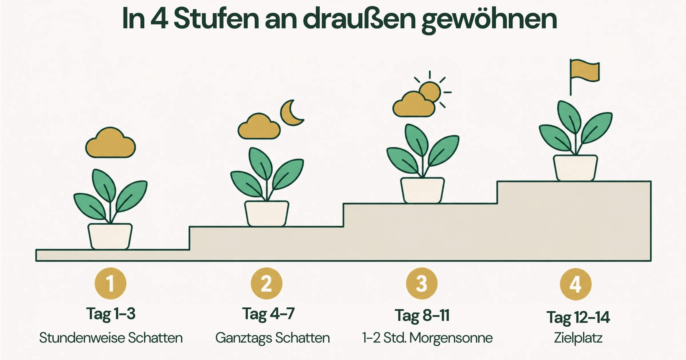 Vierstufiger Ablauf zur Eingewöhnung von Zimmerpflanzen im Freien: von Schatten über Morgensonne bis zum geeigneten Außenstandort.
