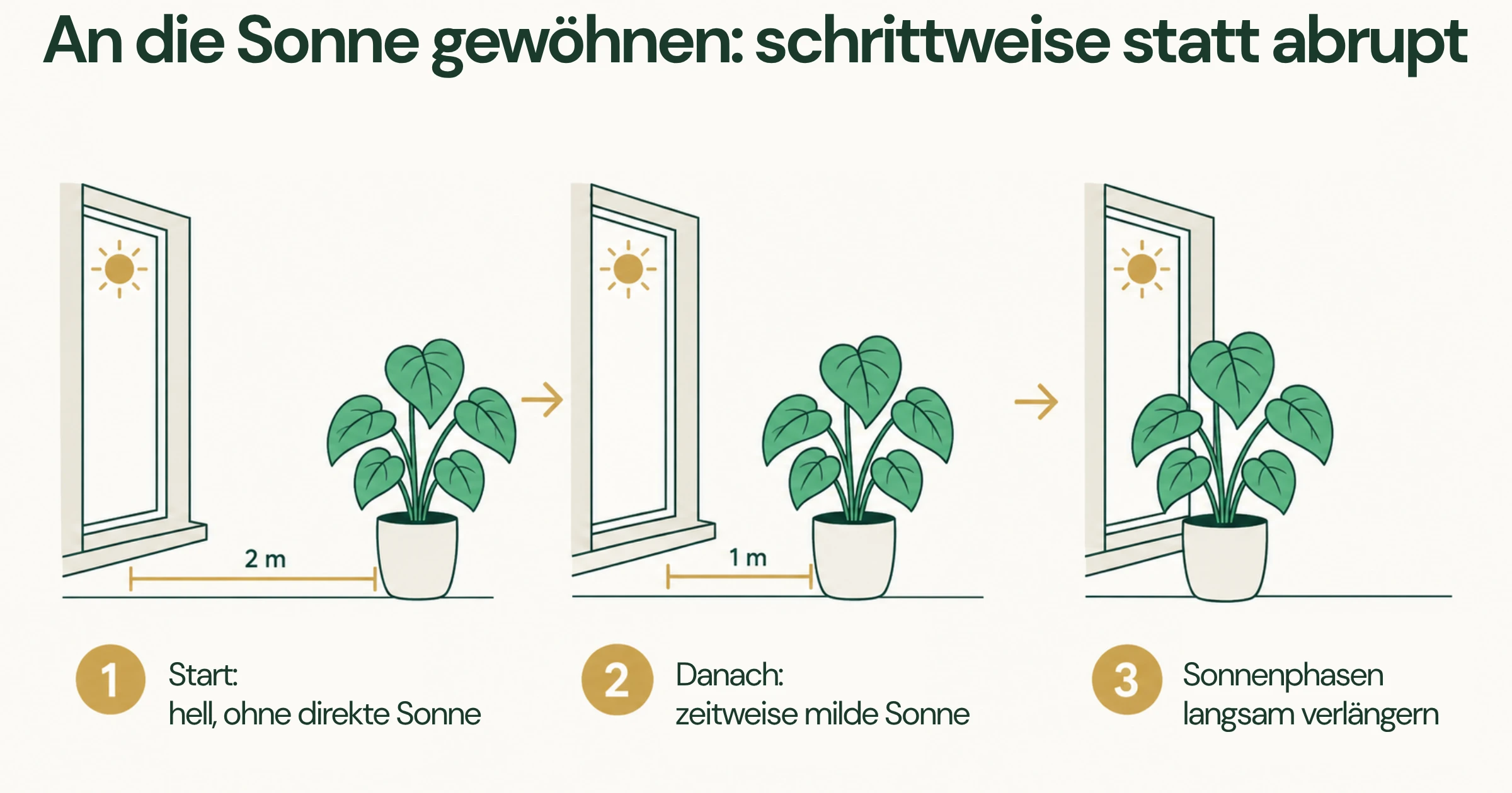 Dreistufige Darstellung einer Zimmerpflanze, die zur Eingewöhnung an stärkeres Licht schrittweise näher an ein sonniges Fenster gestellt wird.
