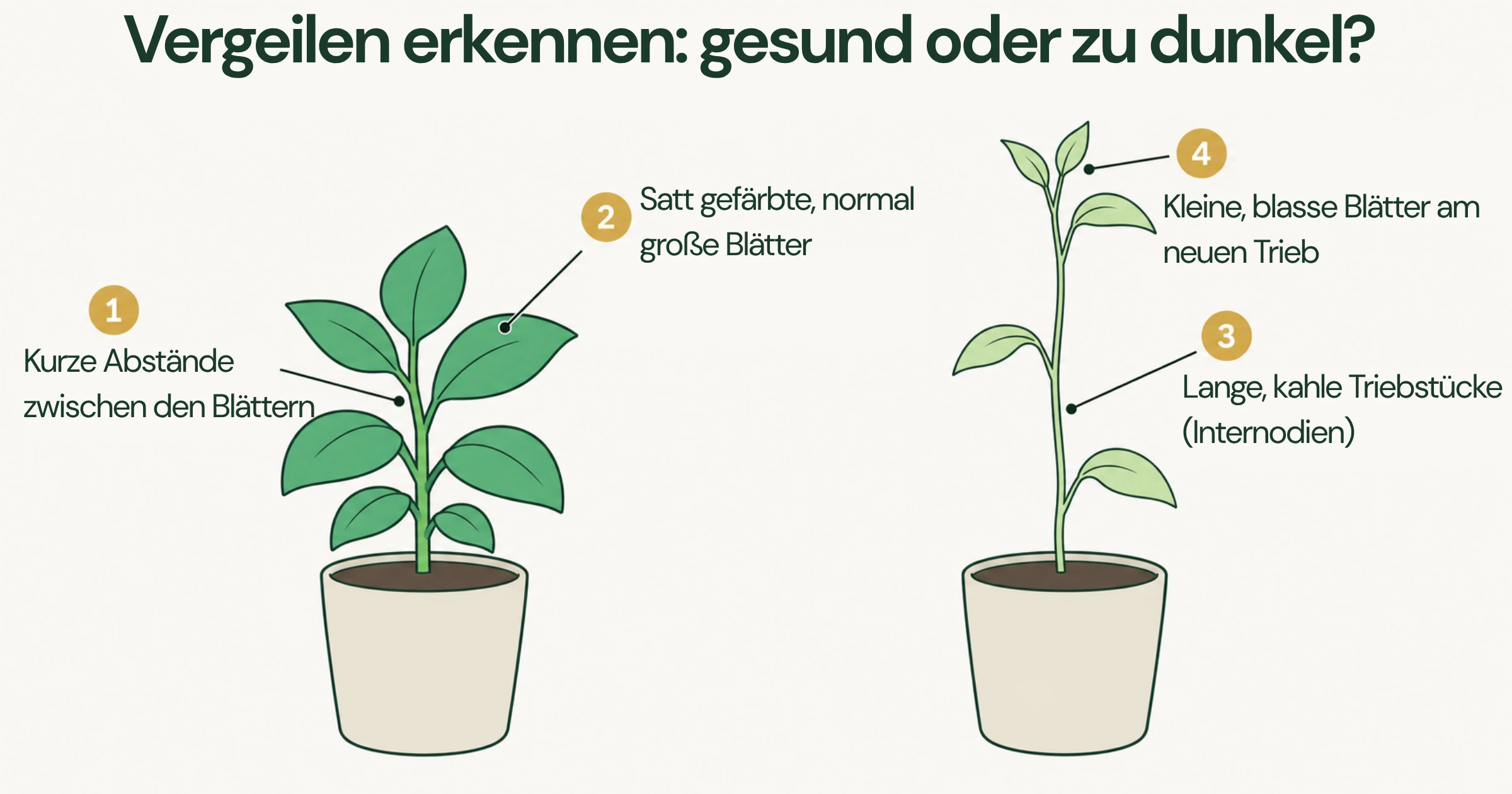 Dieselbe Pflanze an zwei Standorten: am hellen Fenster ein kompakter Trieb mit kurzem Blattabstand, im dunklen Eck ein vergeilter Trieb mit langen kahlen Stielstücken und kleinen blassen Blättern.