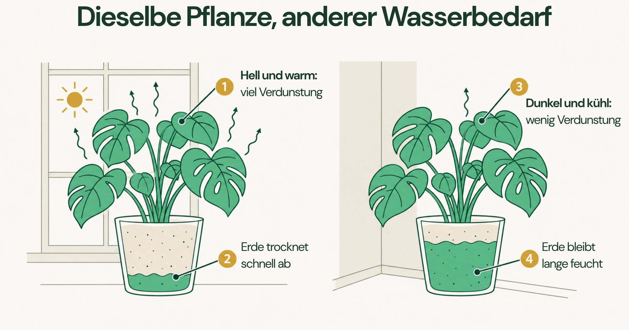 Dieselbe Zimmerpflanze an einem hellen, warmen Fenster mit viel Verdunstung und in einer dunklen, kühlen Ecke mit wenig Verdunstung